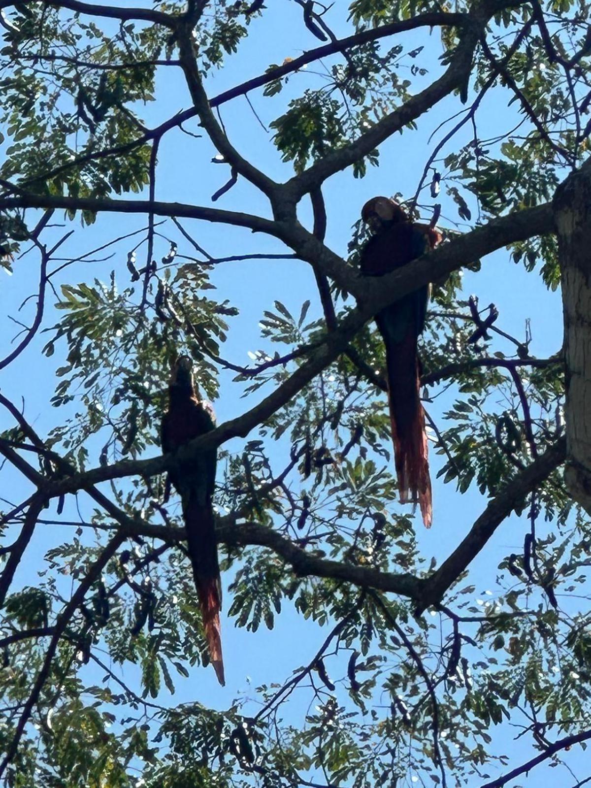 Macaw Paradise Хако Екстер'єр фото