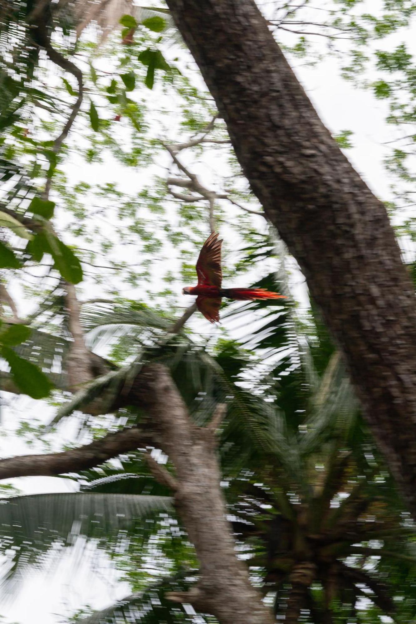 Macaw Paradise Хако Екстер'єр фото