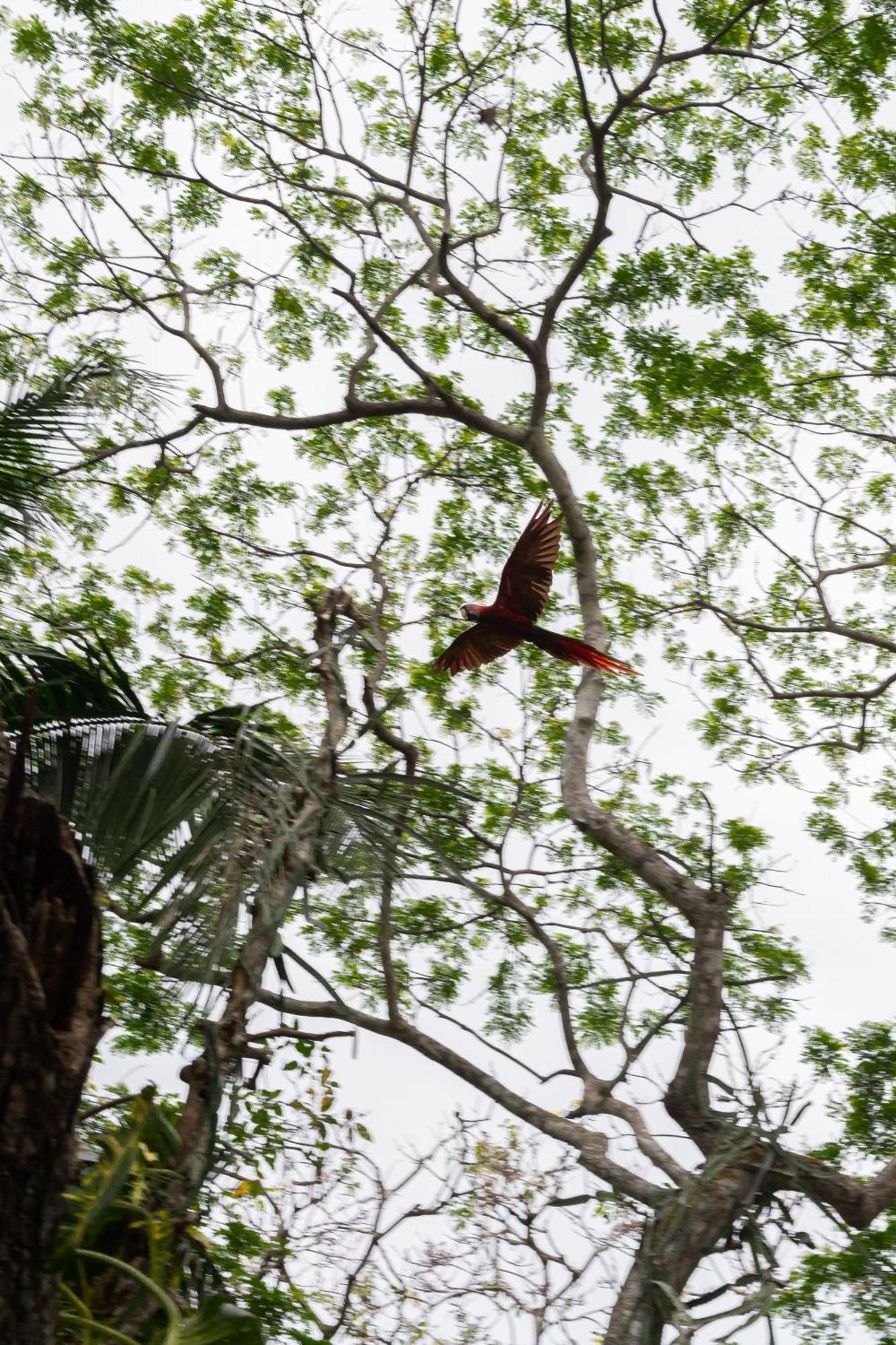 Macaw Paradise Хако Екстер'єр фото